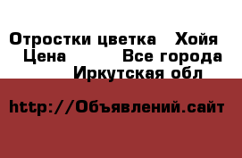 Отростки цветка  “Хойя“ › Цена ­ 300 - Все города  »    . Иркутская обл.